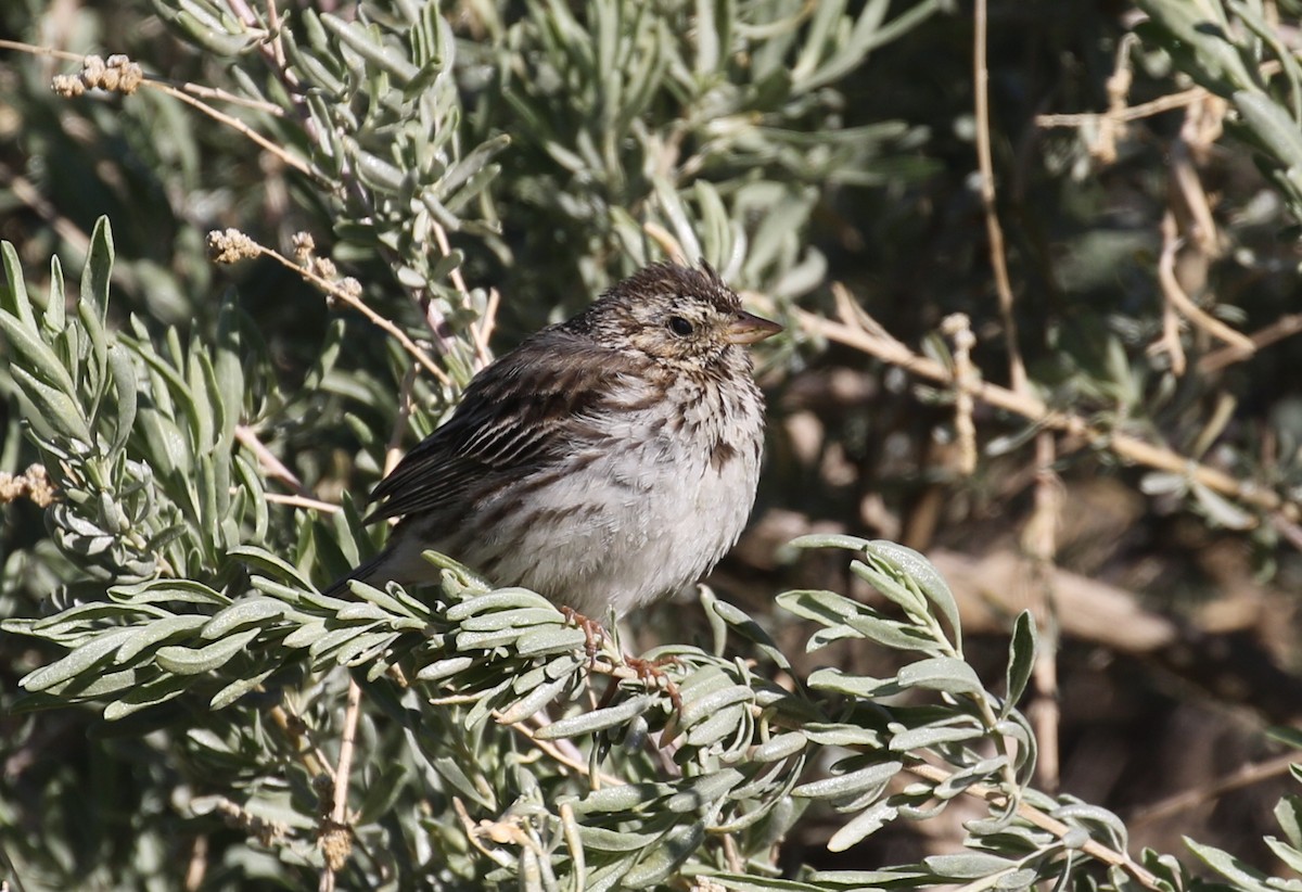 Savannah Sparrow - ML320329331