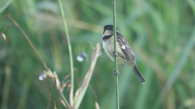 Rusty-collared Seedeater - ML320335001