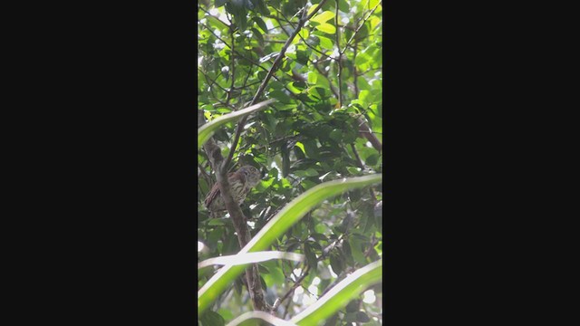 Amazonian Pygmy-Owl - ML320339231