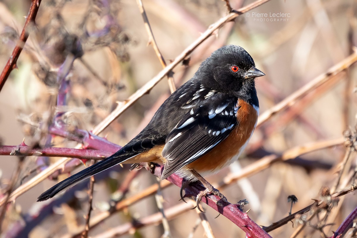 Spotted Towhee - ML320339781