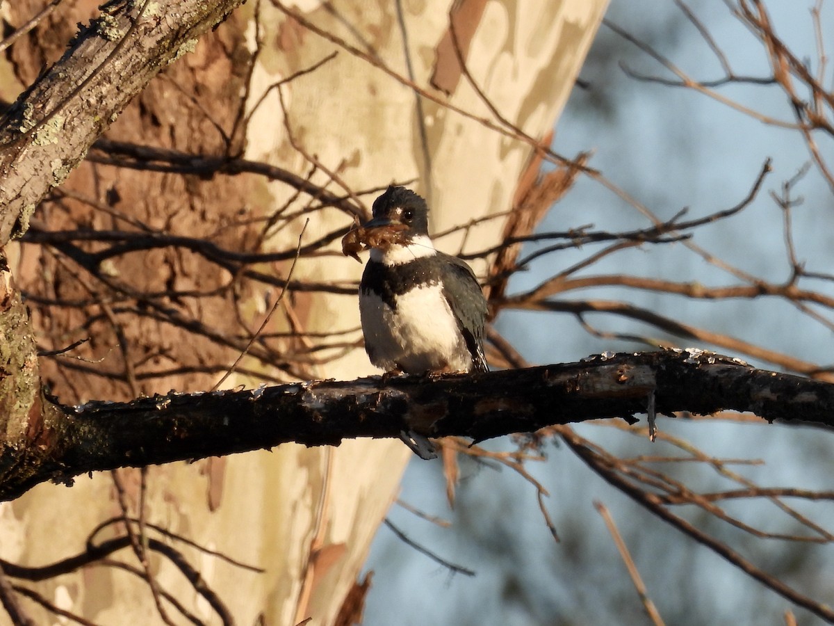 Belted Kingfisher - ML320340721