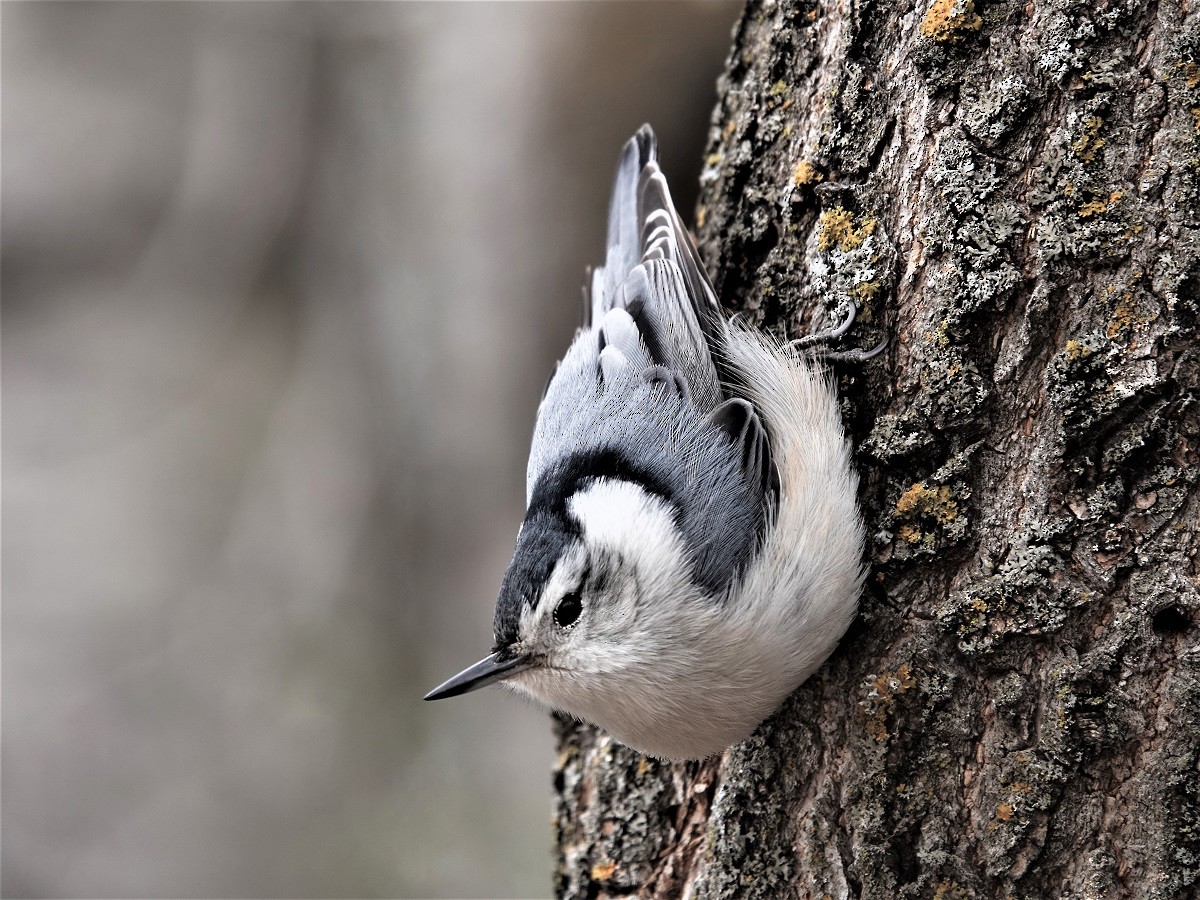 White-breasted Nuthatch - Bob Saunders