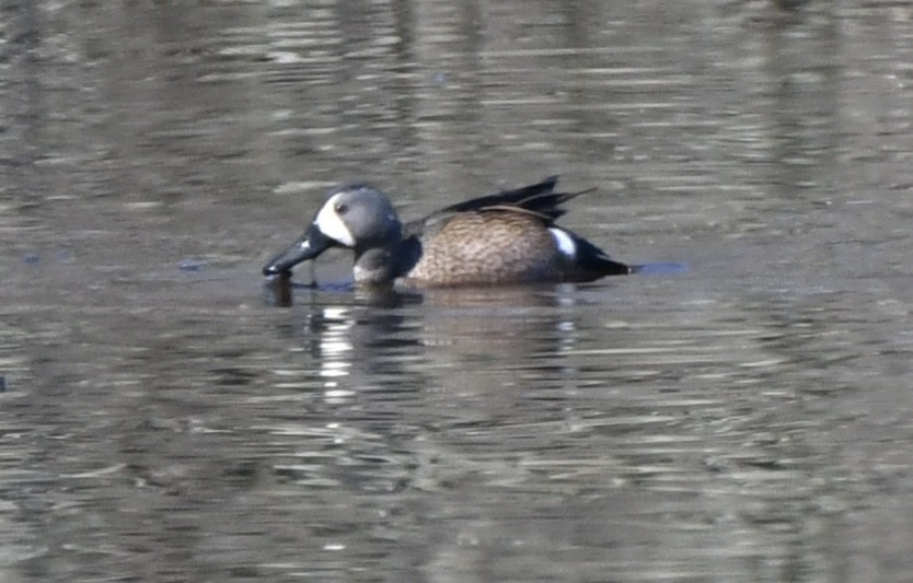 Blue-winged Teal - ML320347261
