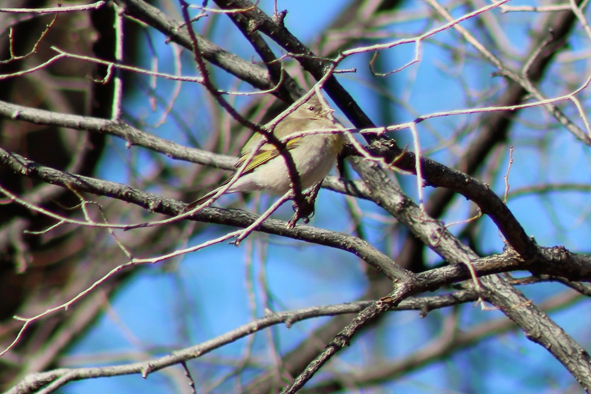 Lawrence's Goldfinch - ML320351541