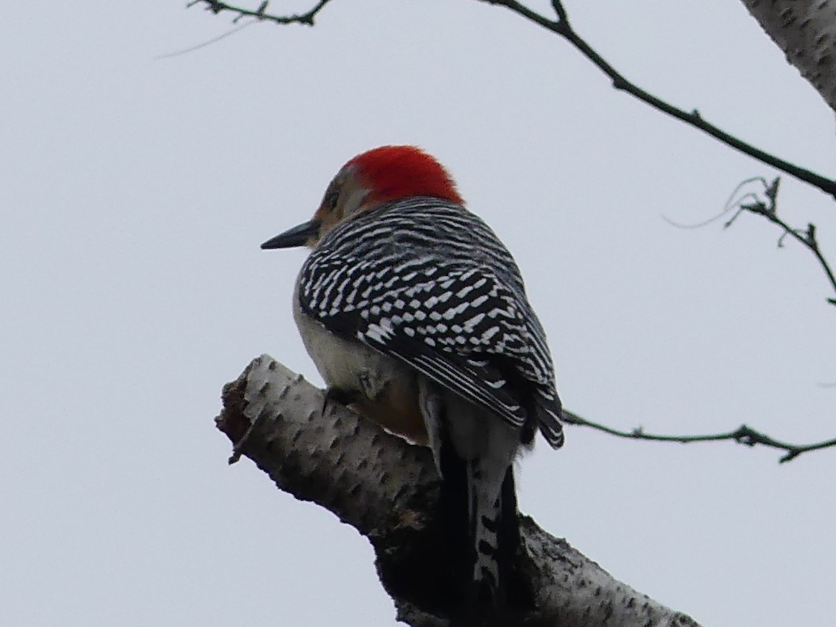 Red-bellied Woodpecker - ML320354741