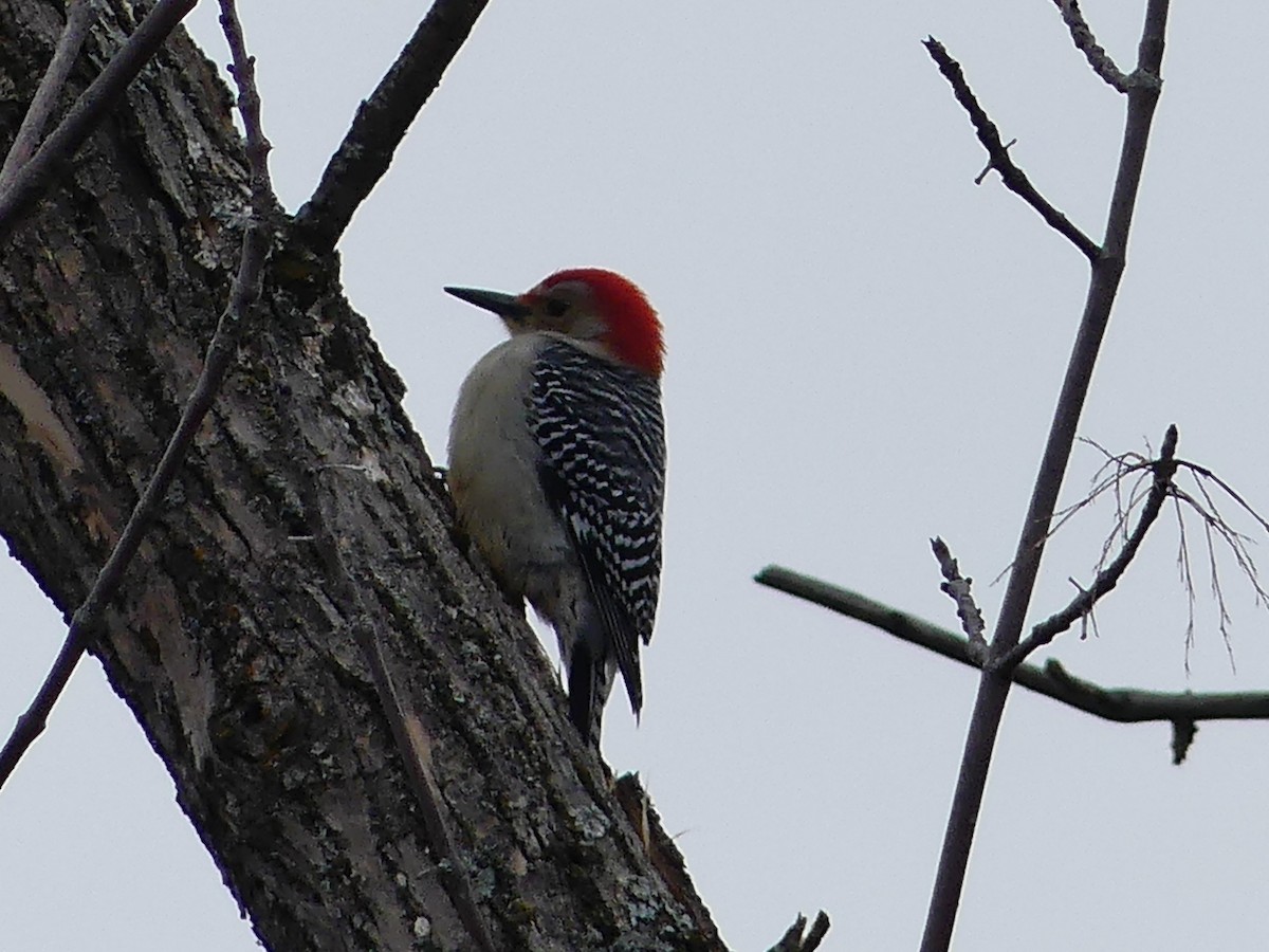 Red-bellied Woodpecker - Catherine Lawrence