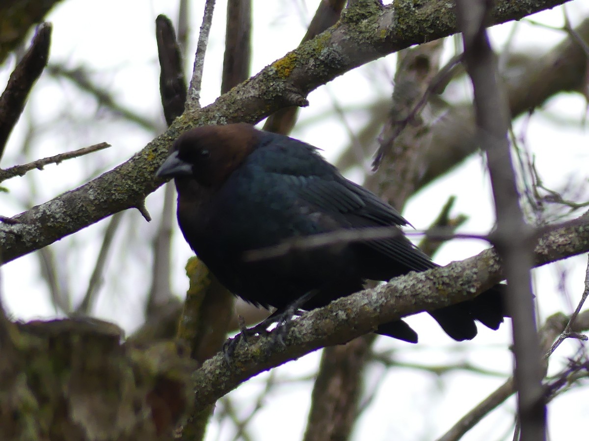 Brown-headed Cowbird - Catherine Lawrence