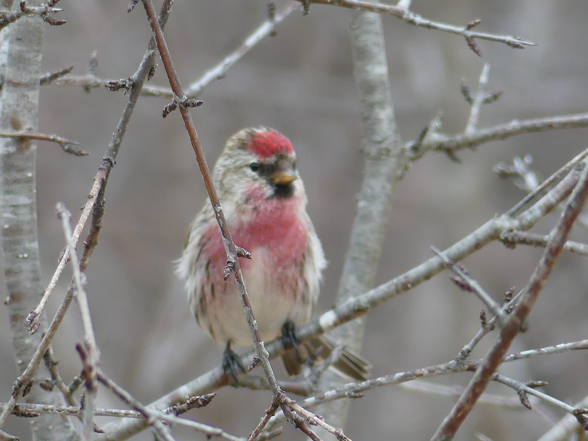Common Redpoll - Catherine Lawrence