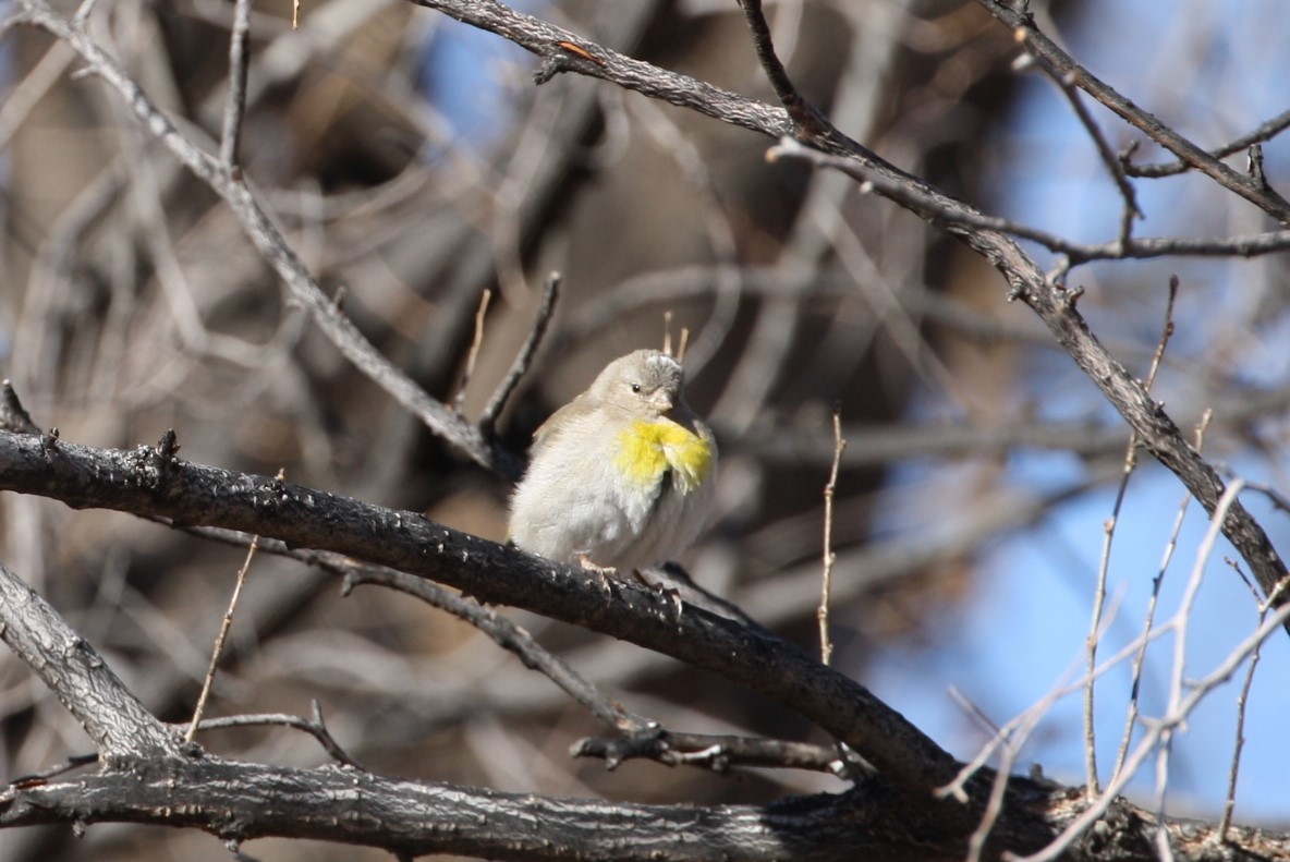 Lawrence's Goldfinch - ML320357691