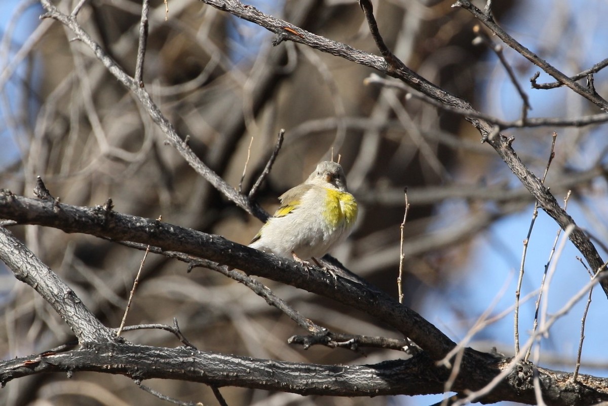 Lawrence's Goldfinch - ML320357731