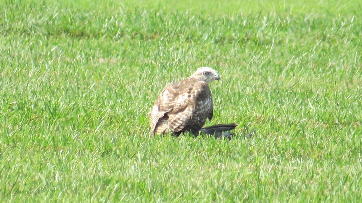 Red-tailed Hawk - ML320358641
