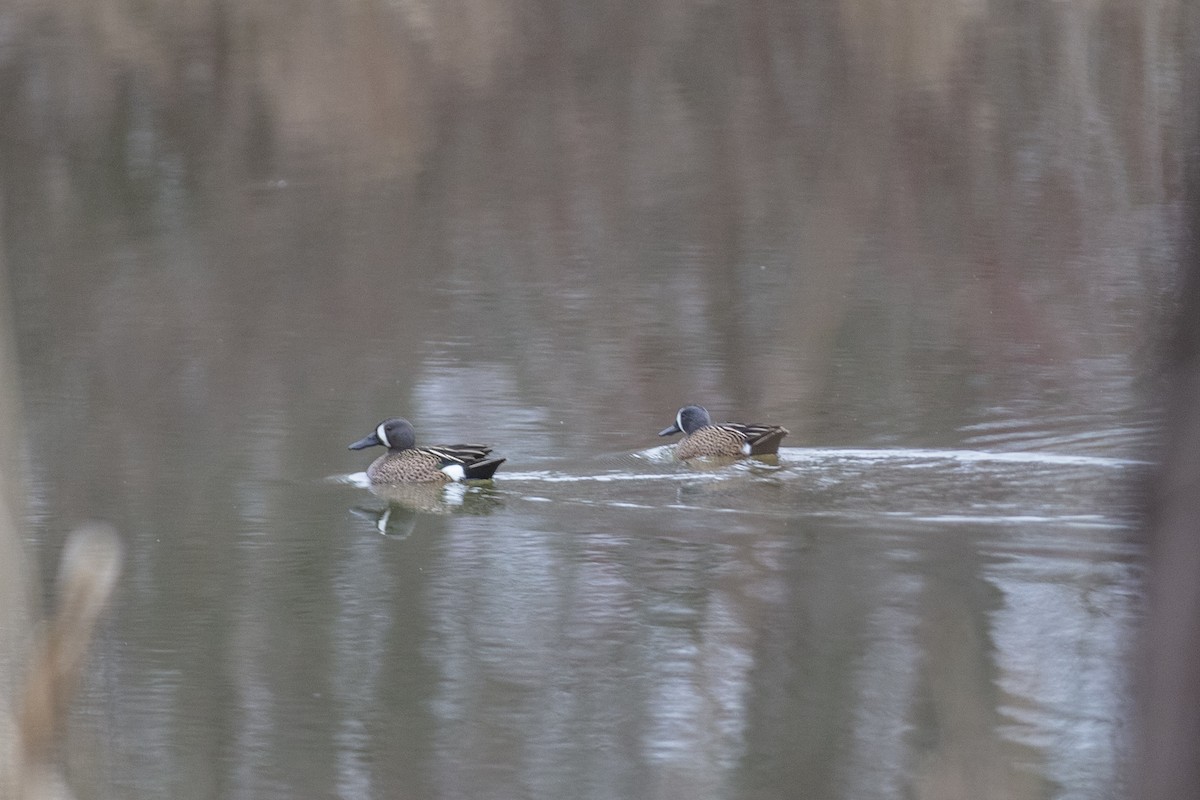 Blue-winged Teal - ML320359381
