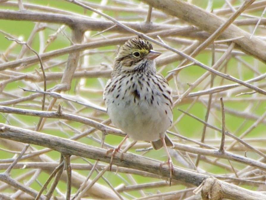 Savannah Sparrow - ML320361831