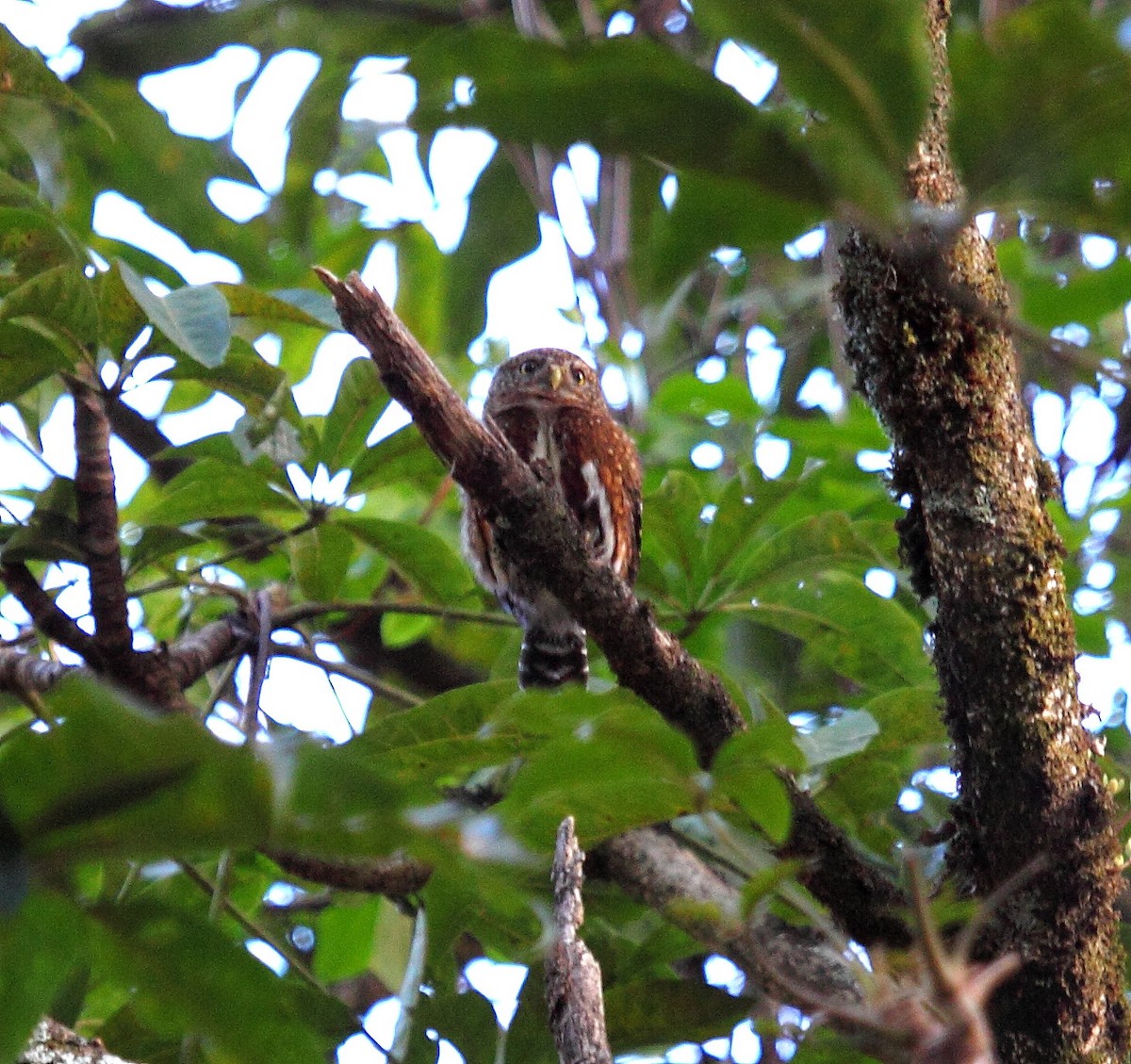 Costa Rican Pygmy-Owl - ML320366691
