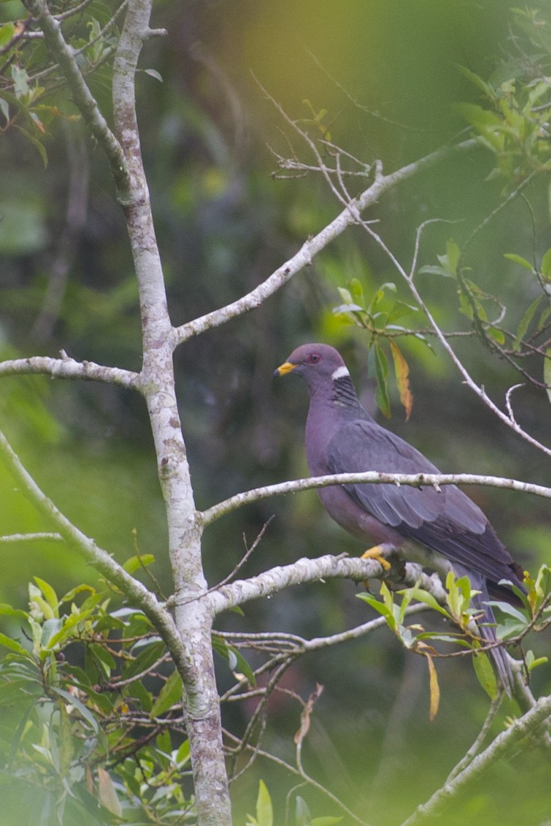 Band-tailed Pigeon - ML32036771