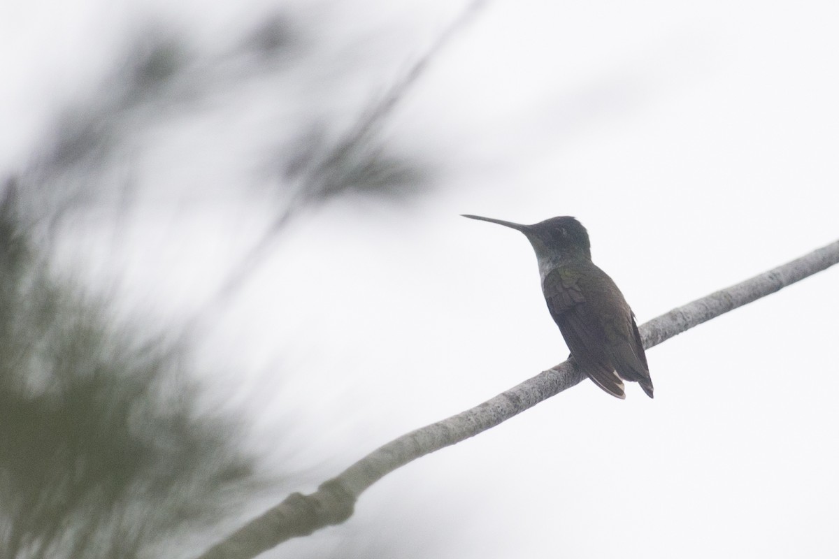 Azure-crowned Hummingbird - ML32036791