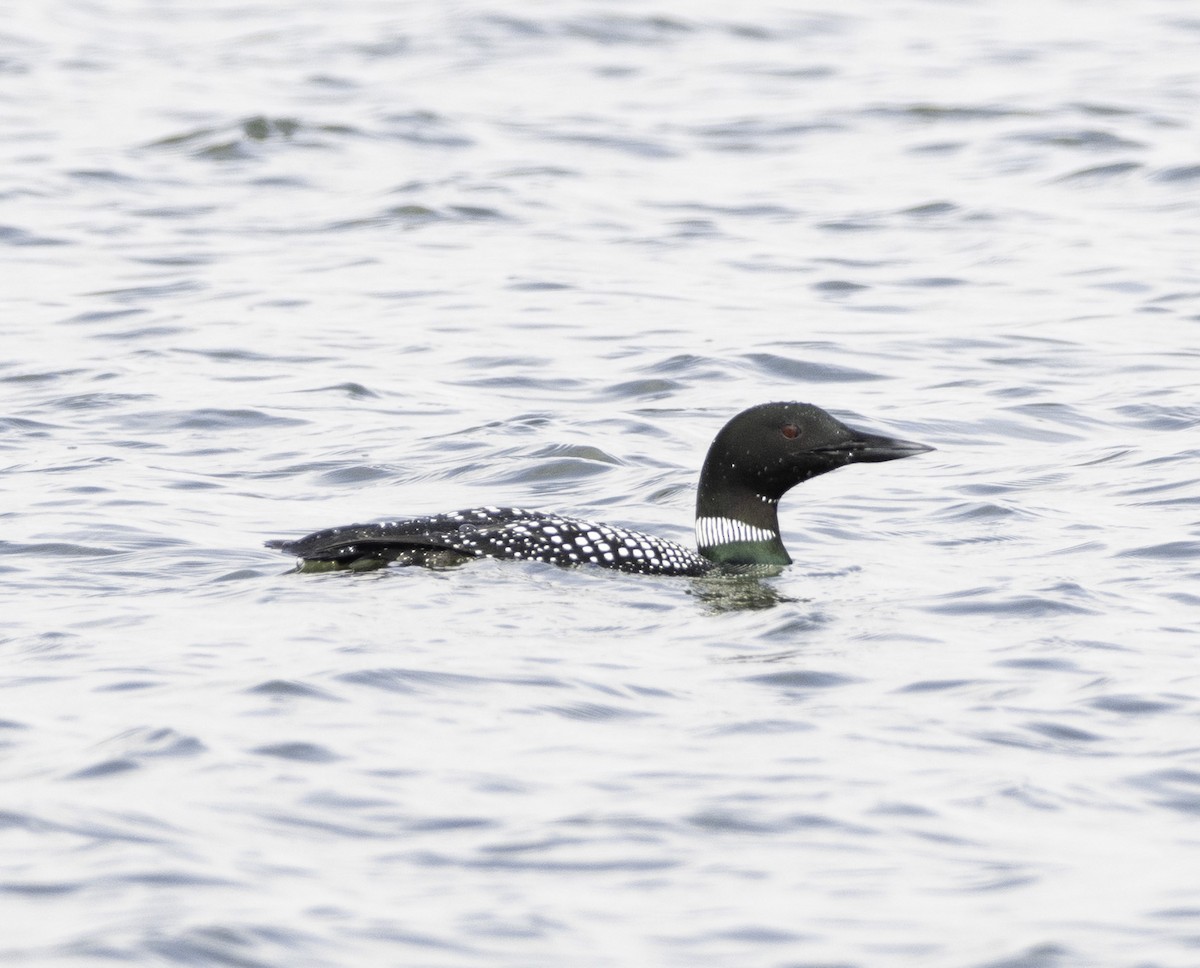 Common Loon - Kevin Powers