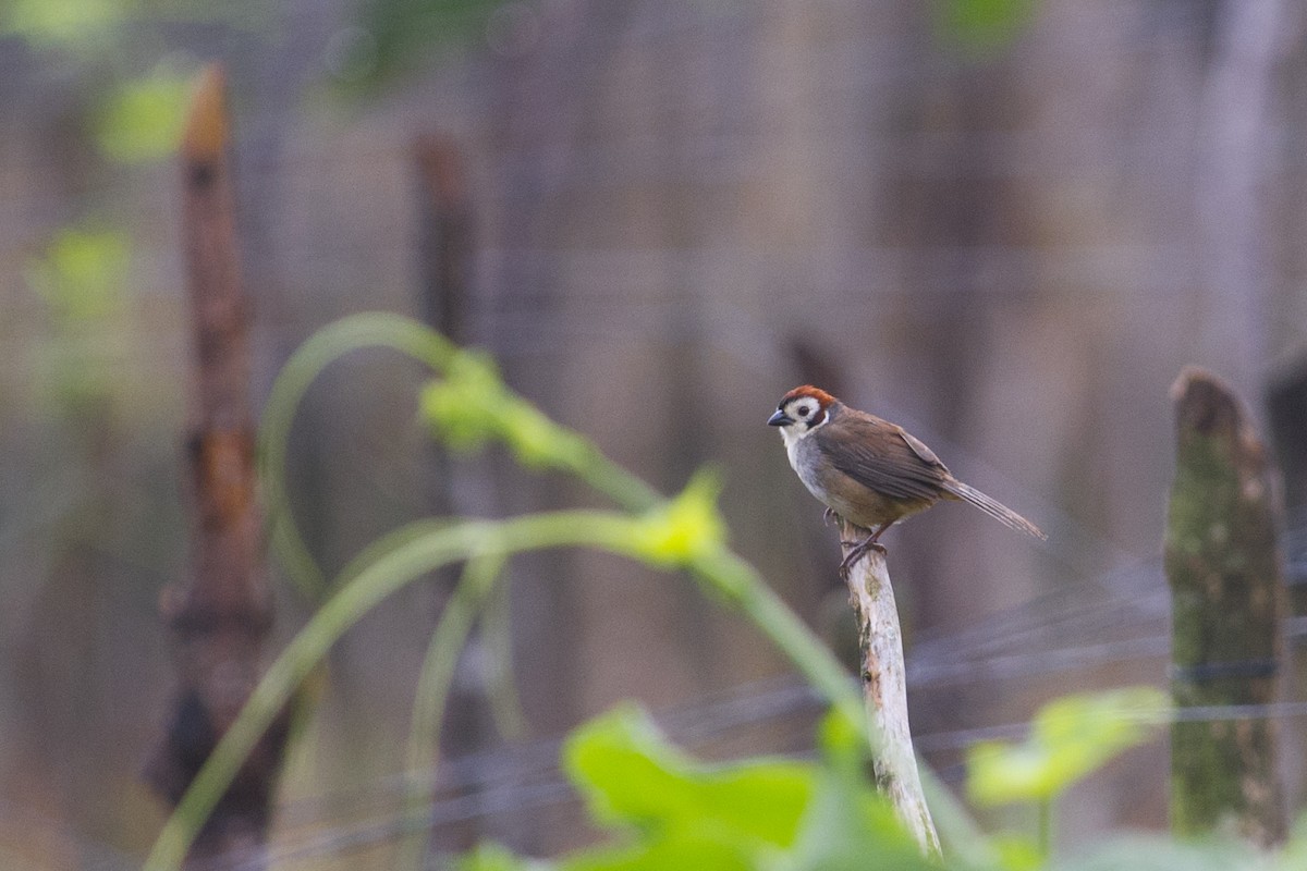 White-faced Ground-Sparrow - John Cahill xikanel.com