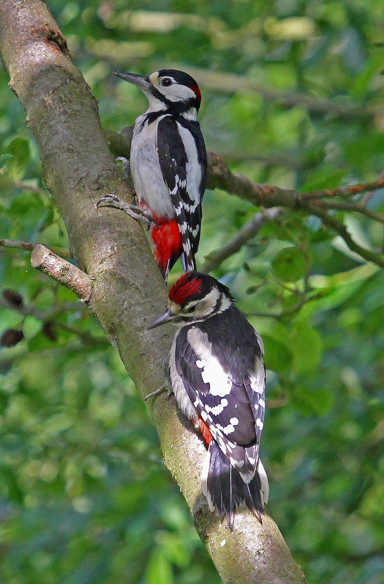 Great Spotted Woodpecker - ML32037101