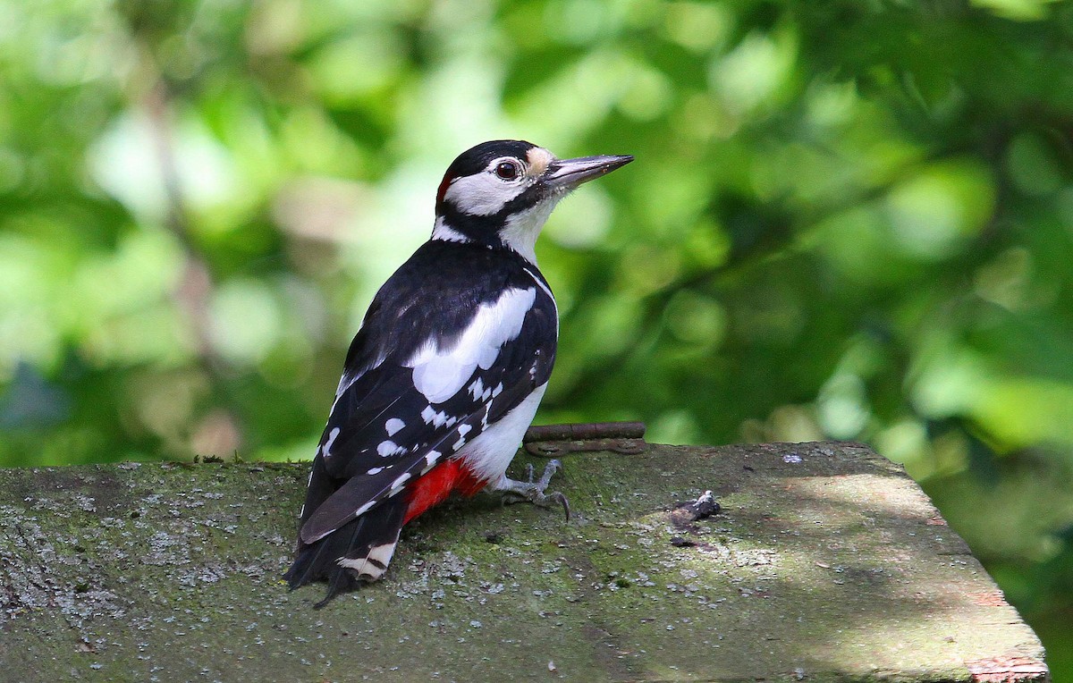 Great Spotted Woodpecker - ML32037111