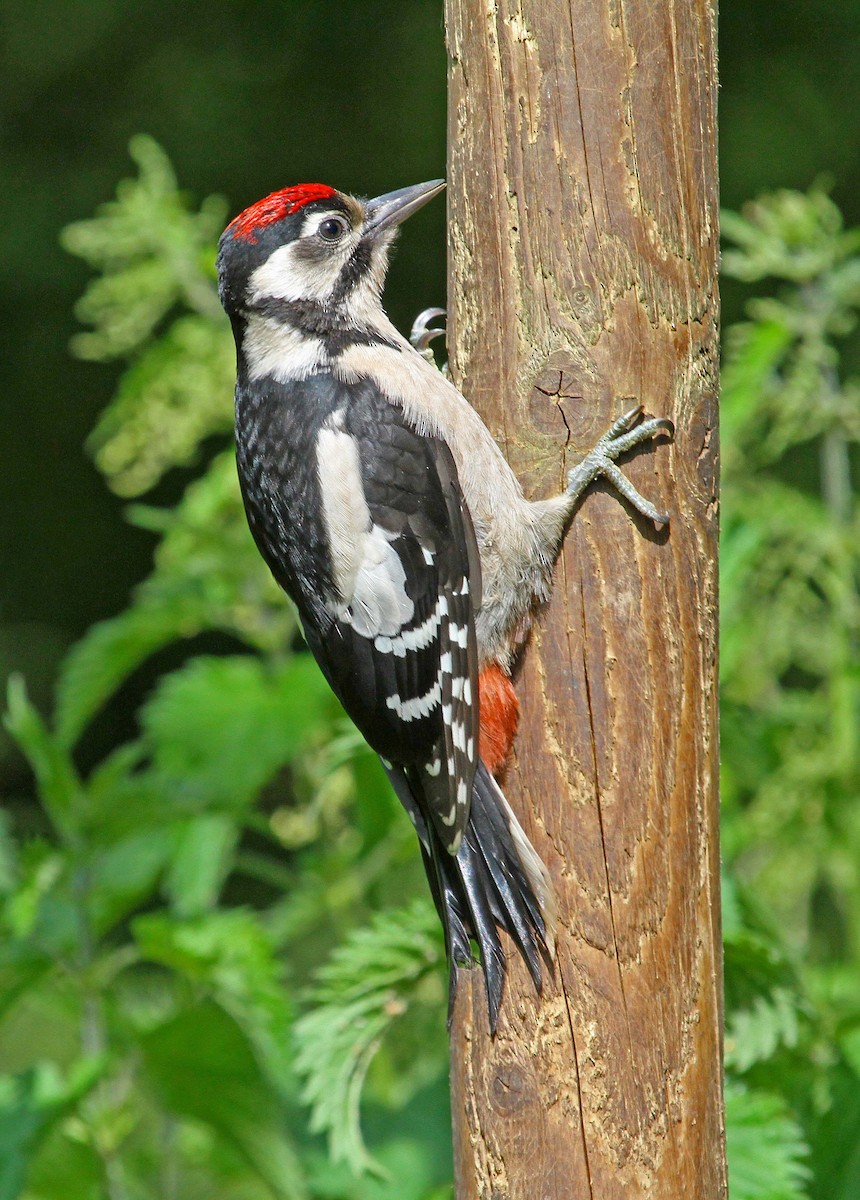 Great Spotted Woodpecker - Paul Lewis