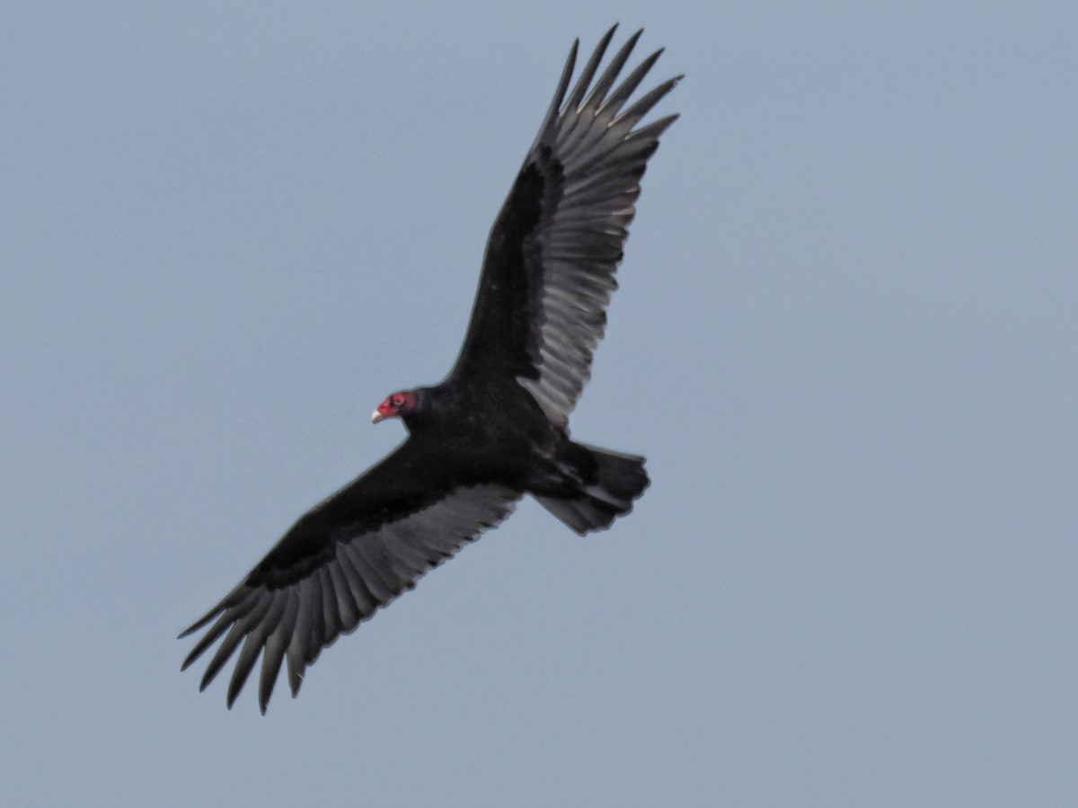 Turkey Vulture - Vicky McErlean🐦