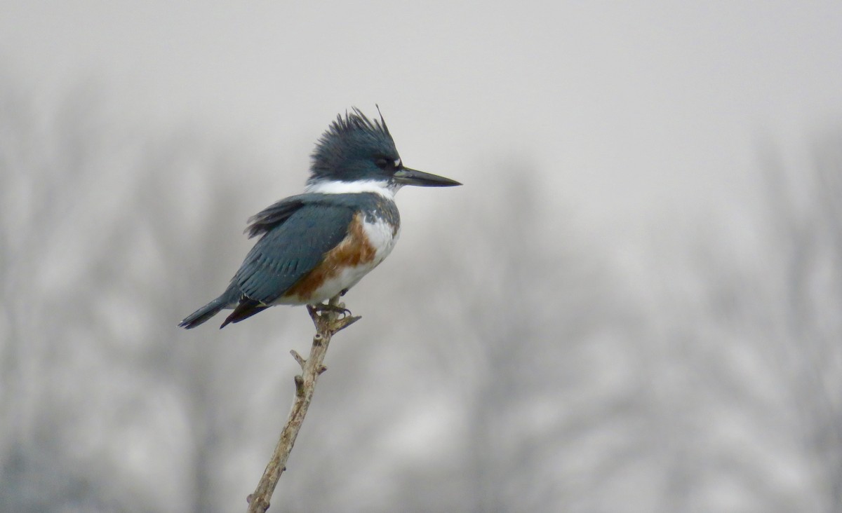 Belted Kingfisher - ML320372861