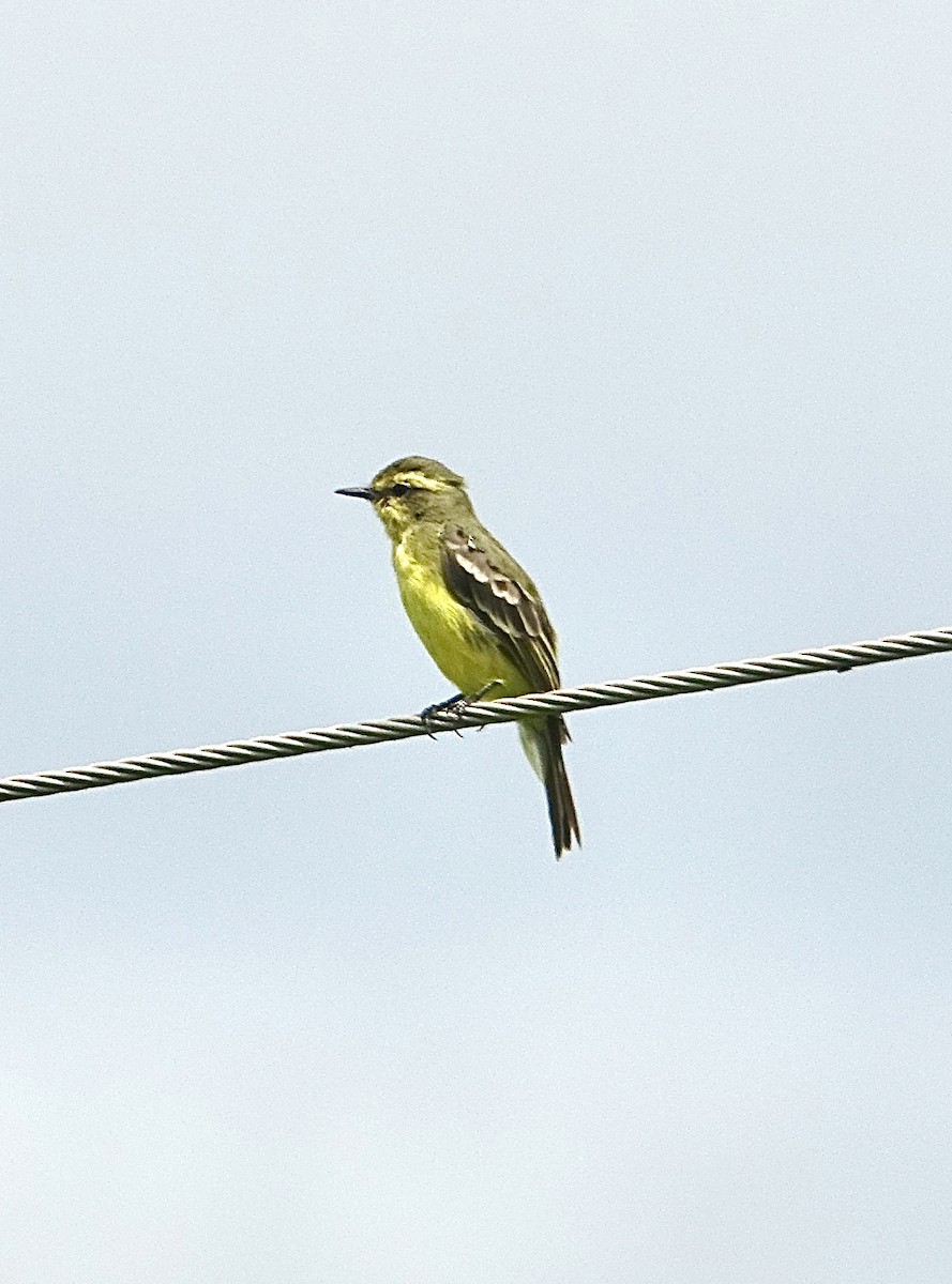 Yellow-browed Tyrant - Howie Nielsen