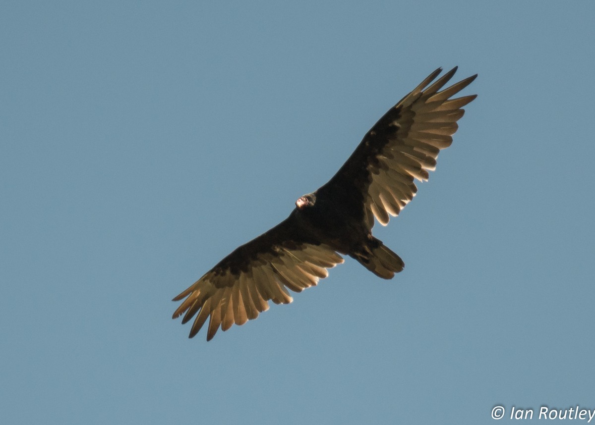 Turkey Vulture - ML32037551