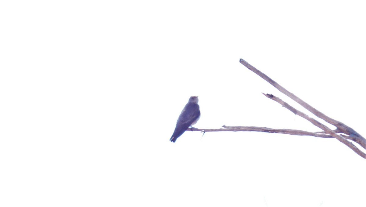 Northern Rough-winged Swallow - Joshua C'deBaca
