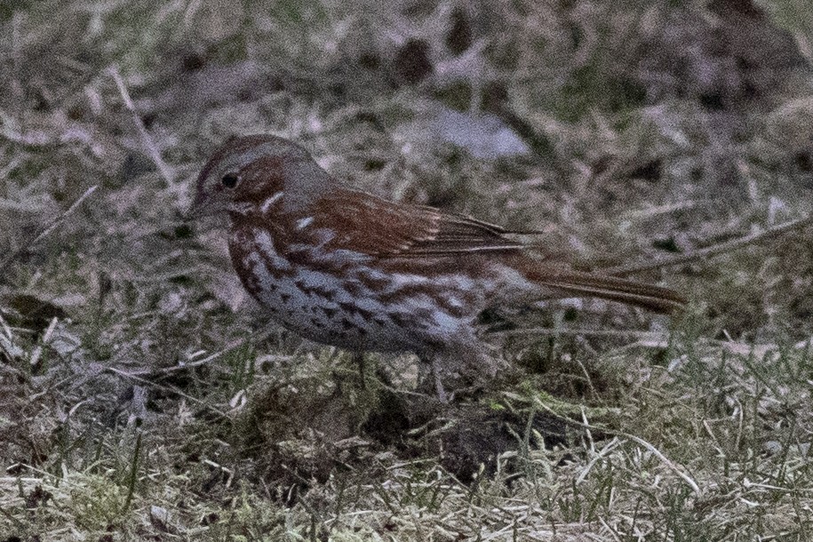 Fox Sparrow (Red) - ML320380311