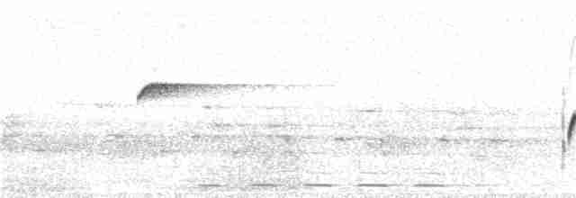 Batı Amerika Sinekkapanı (occidentalis/hellmayri) - ML32038211