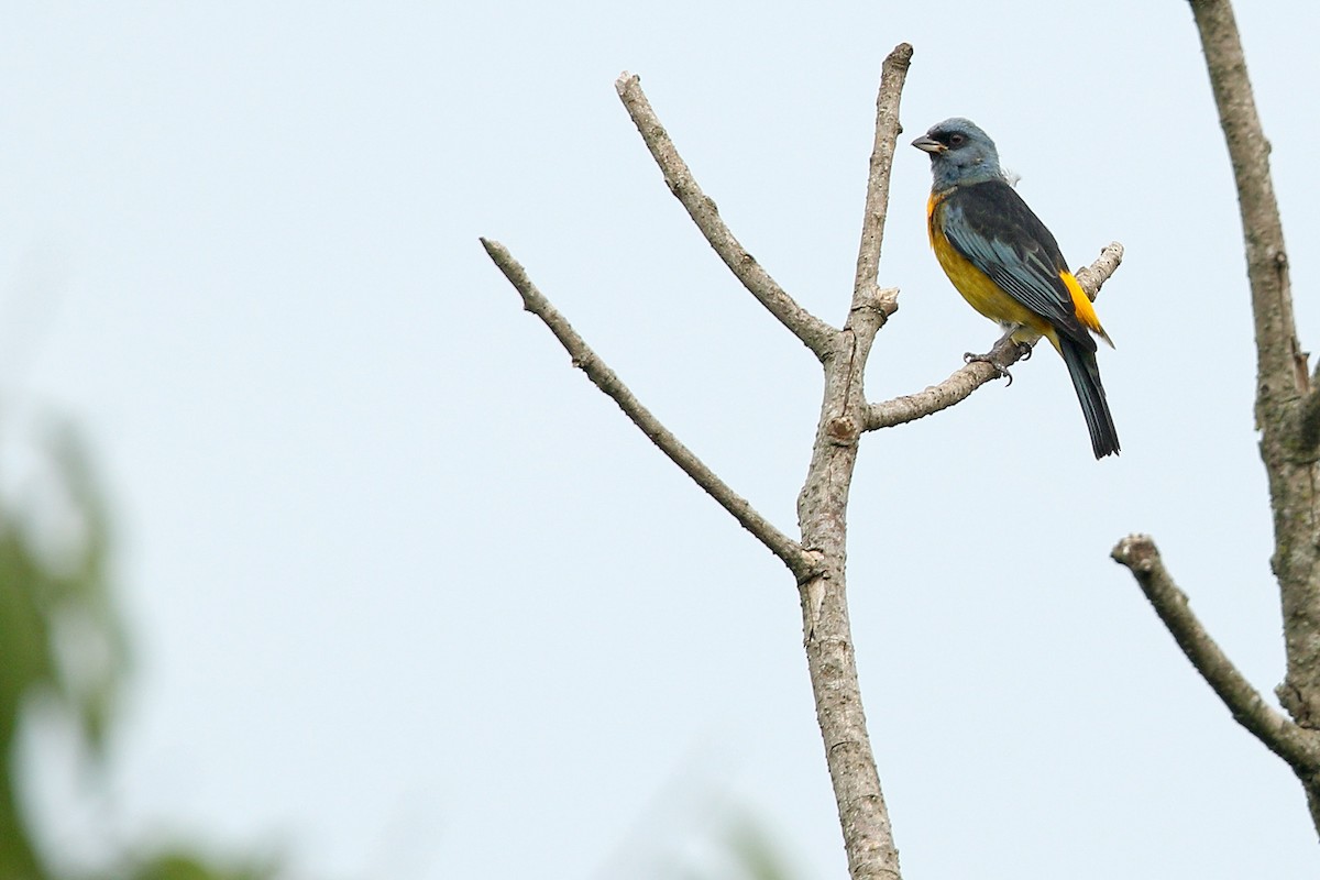 Blue-and-yellow Tanager - ML320382851