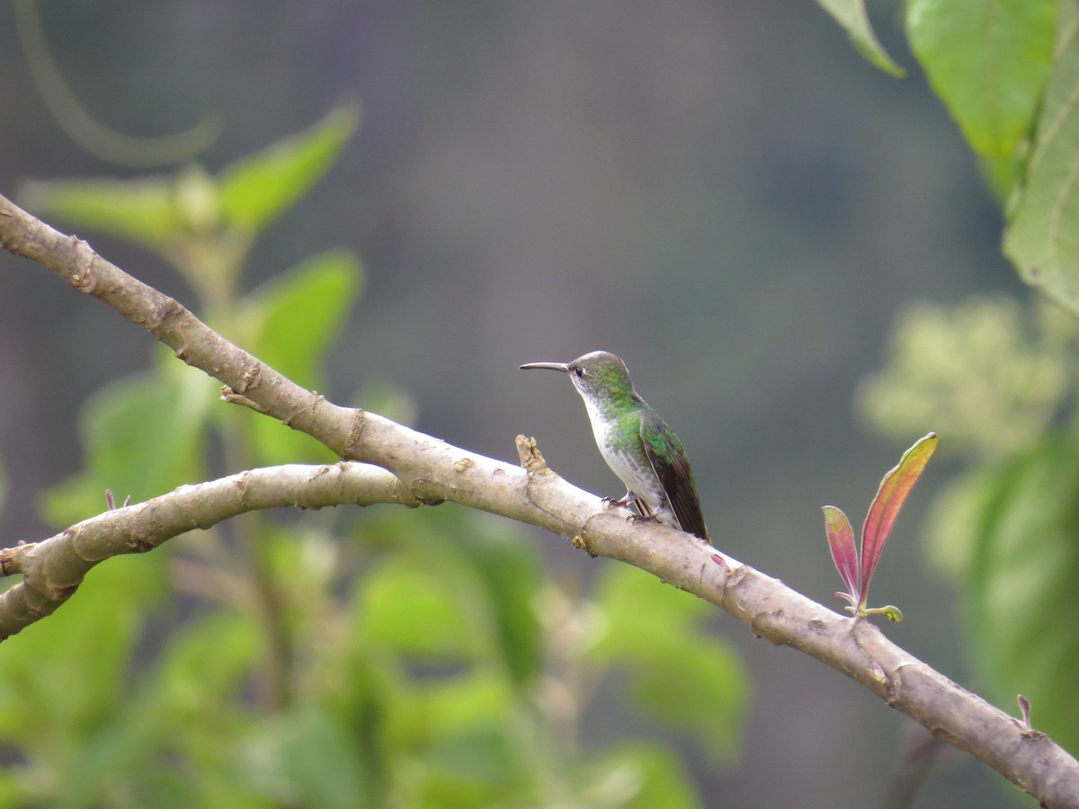 Green-and-white Hummingbird - ML320383971