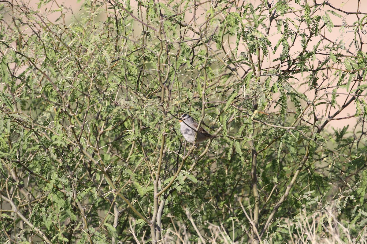 White-crowned Sparrow - ML320384921