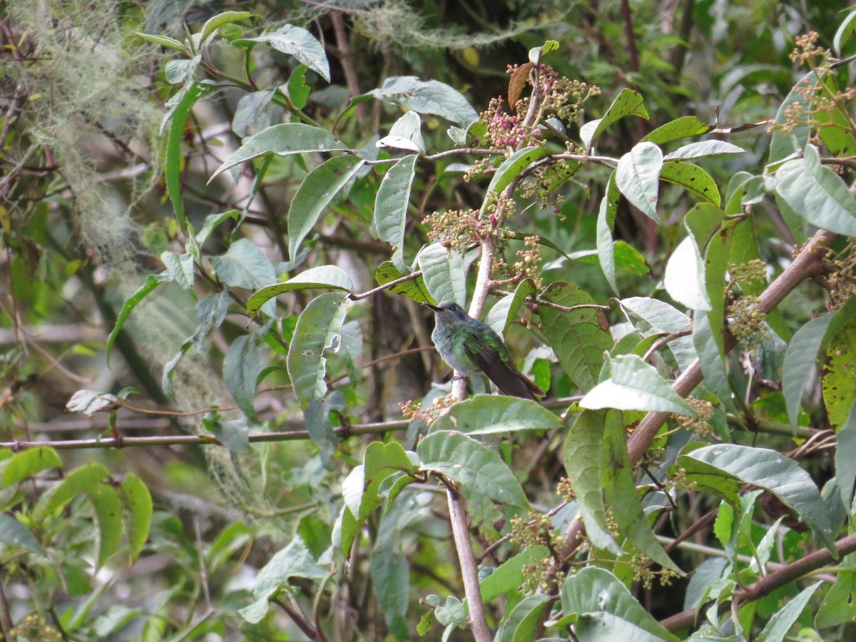 Lesser Violetear (Andean) - Lachlan Lamont