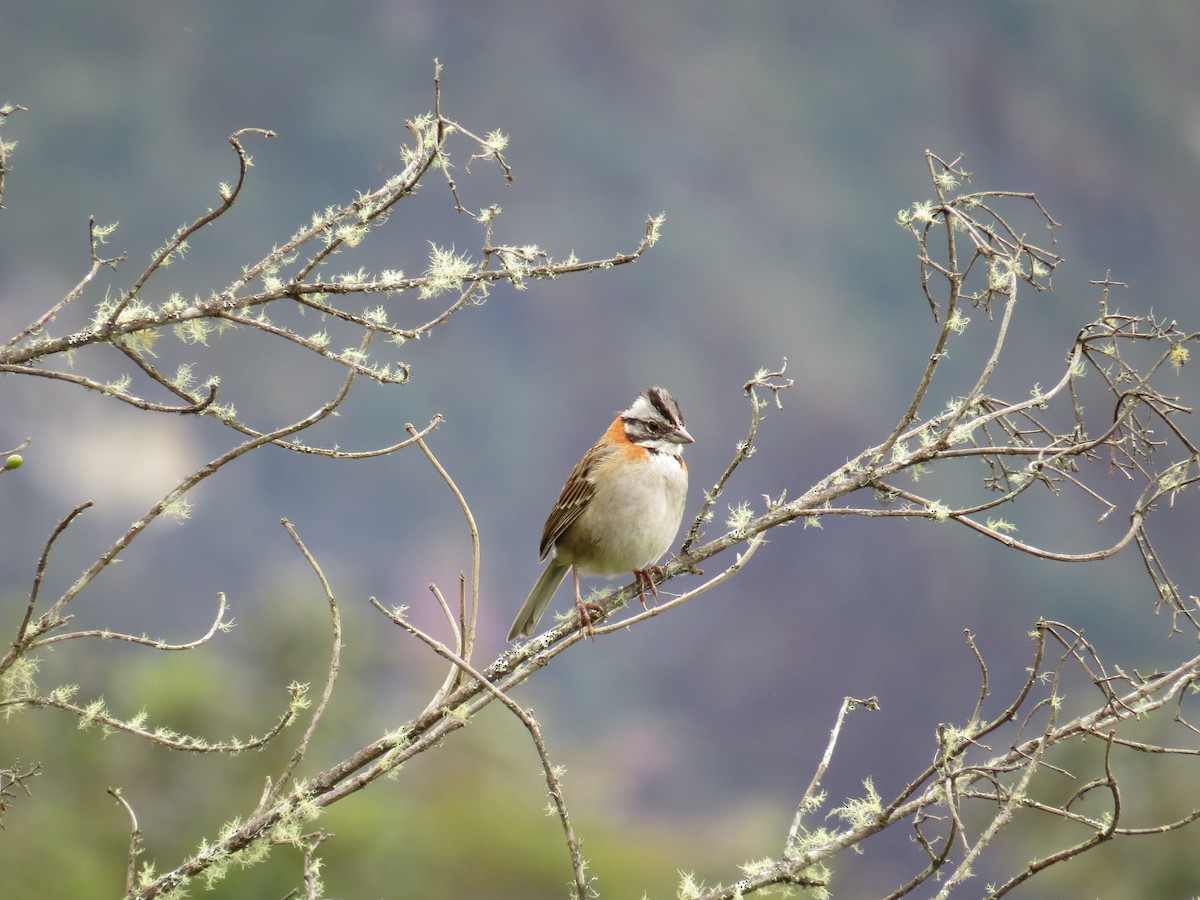 Rufous-collared Sparrow - Lachlan Lamont