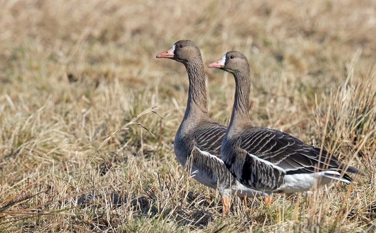 Greater White-fronted Goose - ML320389011