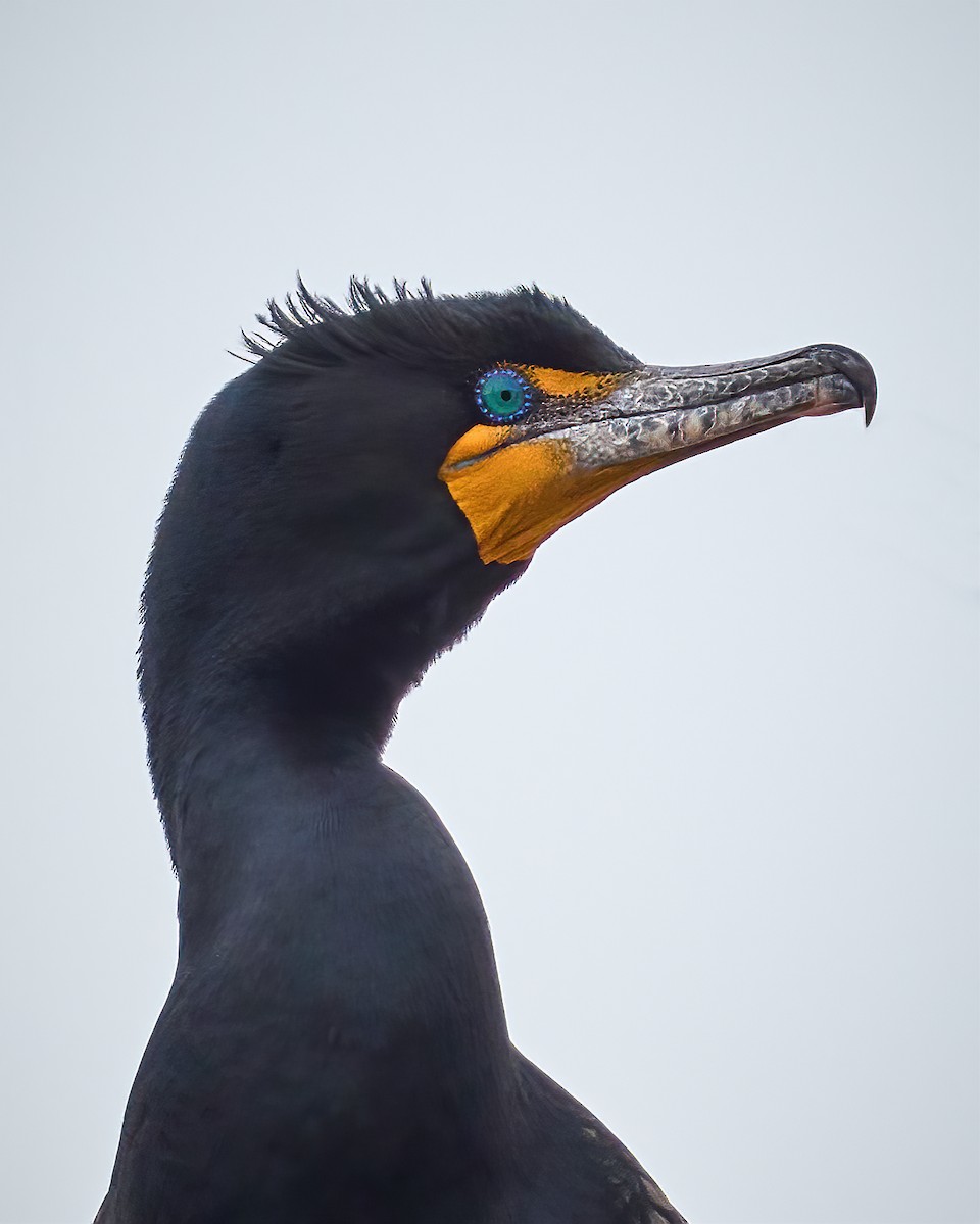Double-crested Cormorant - Bob Carlyle