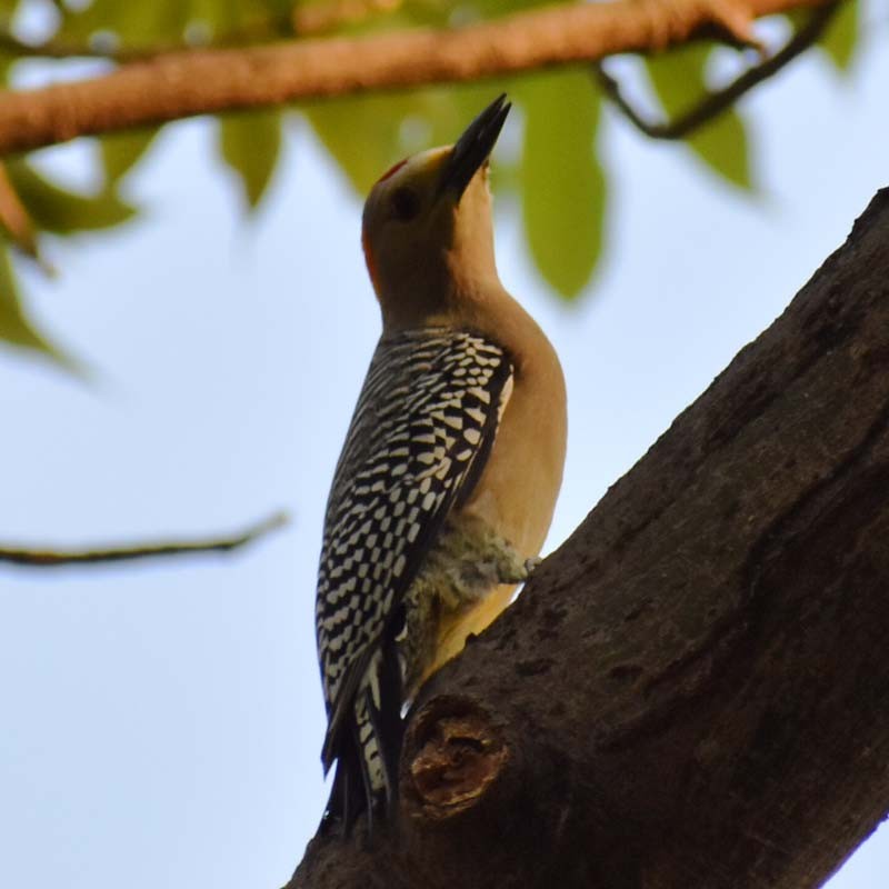 Golden-fronted Woodpecker - ML320391631