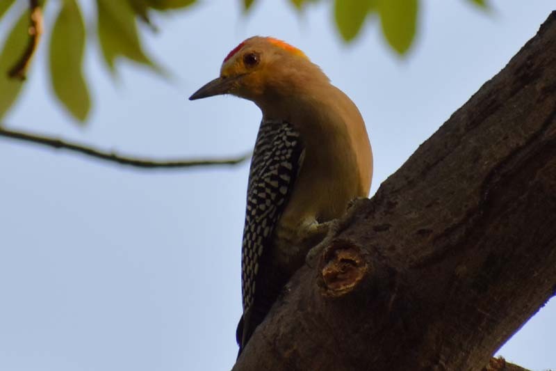 Golden-fronted Woodpecker - ML320391781