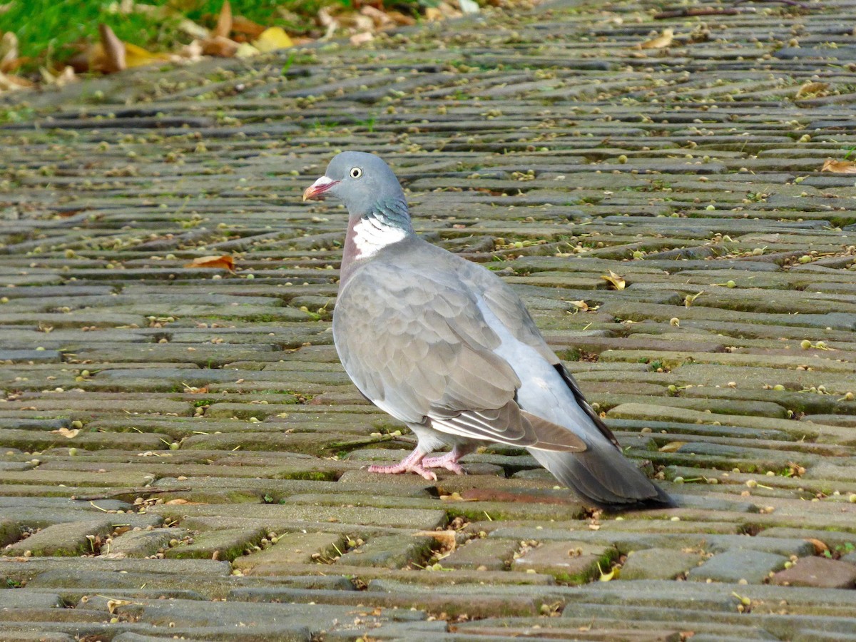 Common Wood-Pigeon - John van Dort