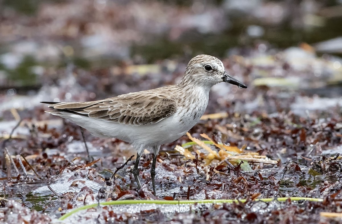 Semipalmated Sandpiper - Denny Swaby