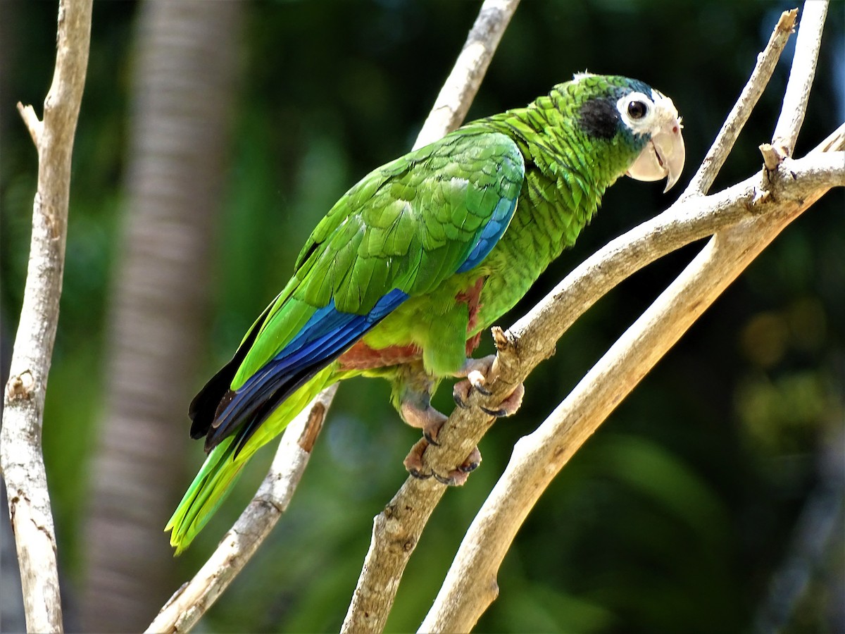 Hispaniolan Parrot - ML320395861