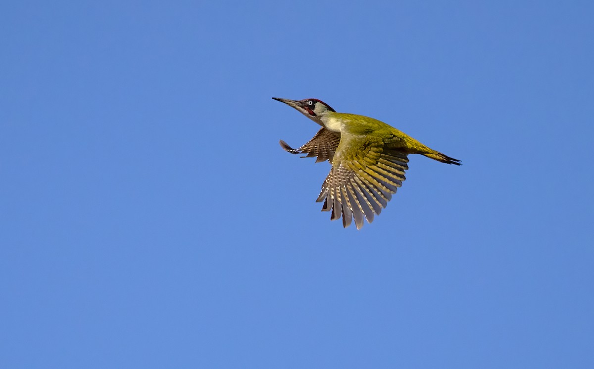 Eurasian Green Woodpecker - ML320398261