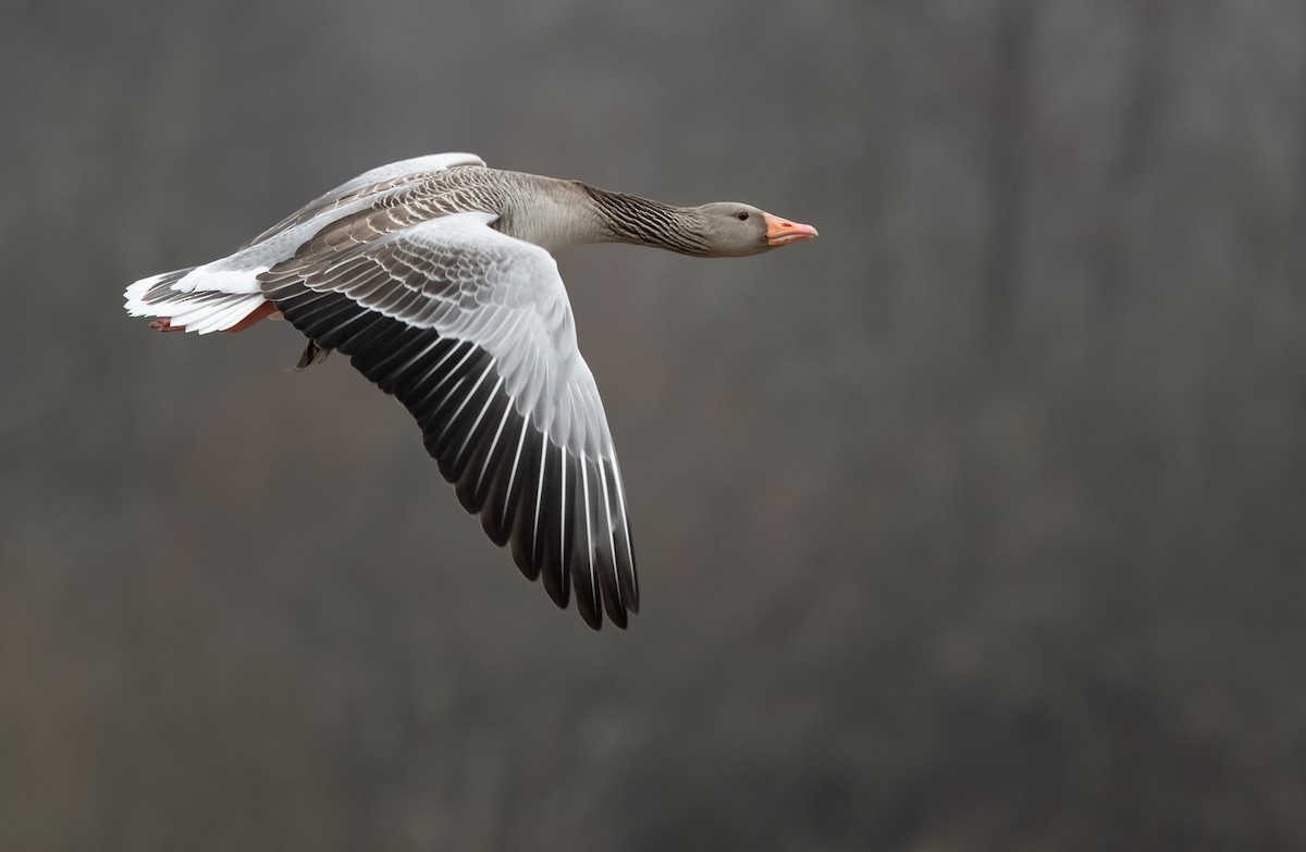 Graylag Goose (European) - Lars Petersson | My World of Bird Photography