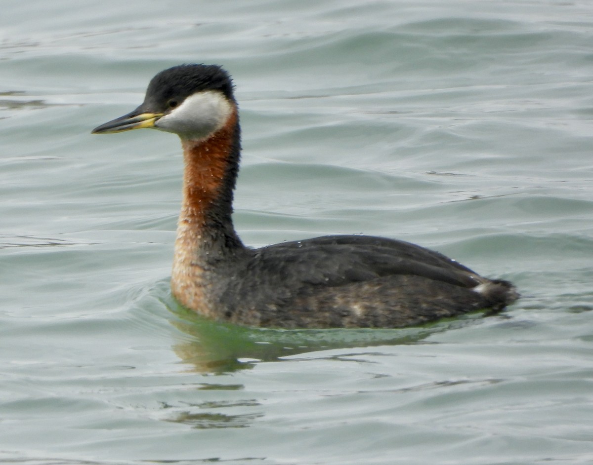 Red-necked Grebe - Marilyn Hubley