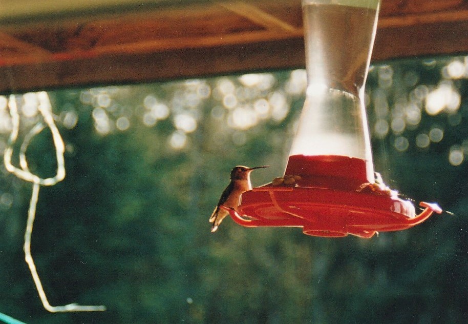 Rufous Hummingbird - ML320410191