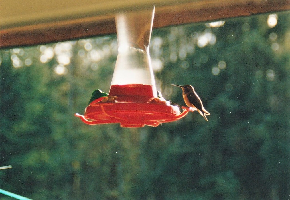 Rufous Hummingbird - ML320410381