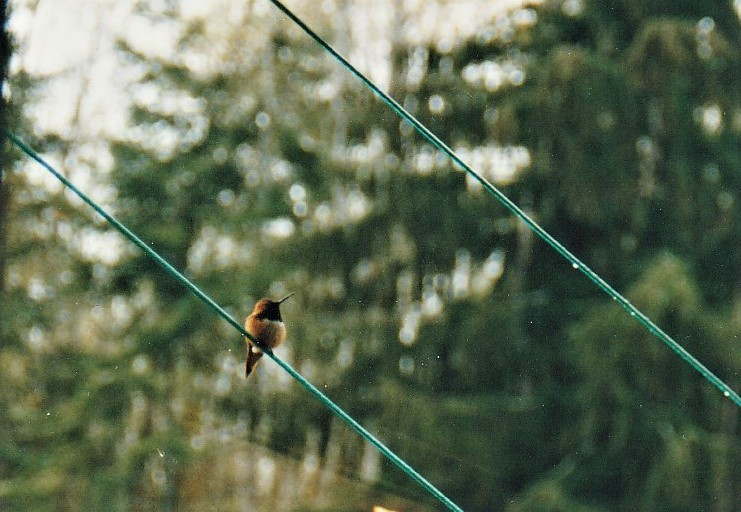 Rufous Hummingbird - ML320410481